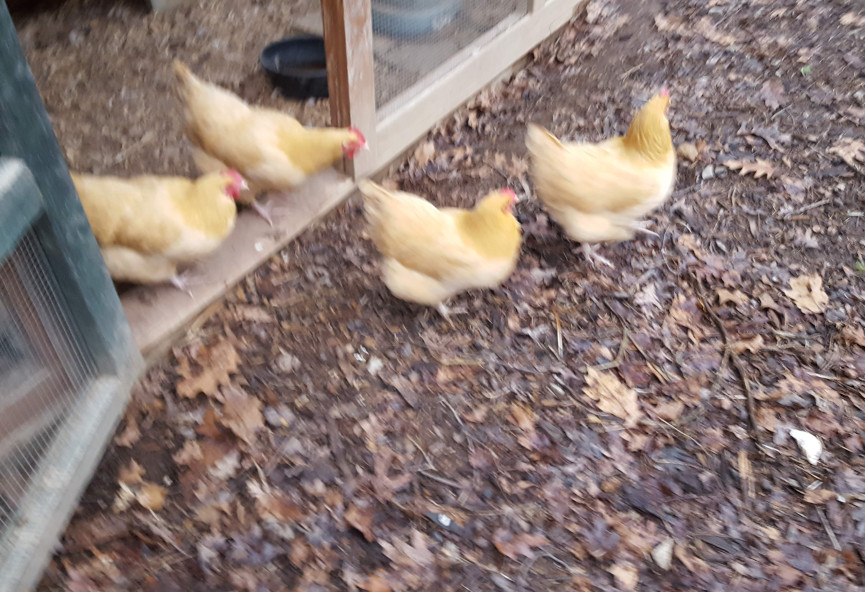 Chickens walking out of their coop in the morning.