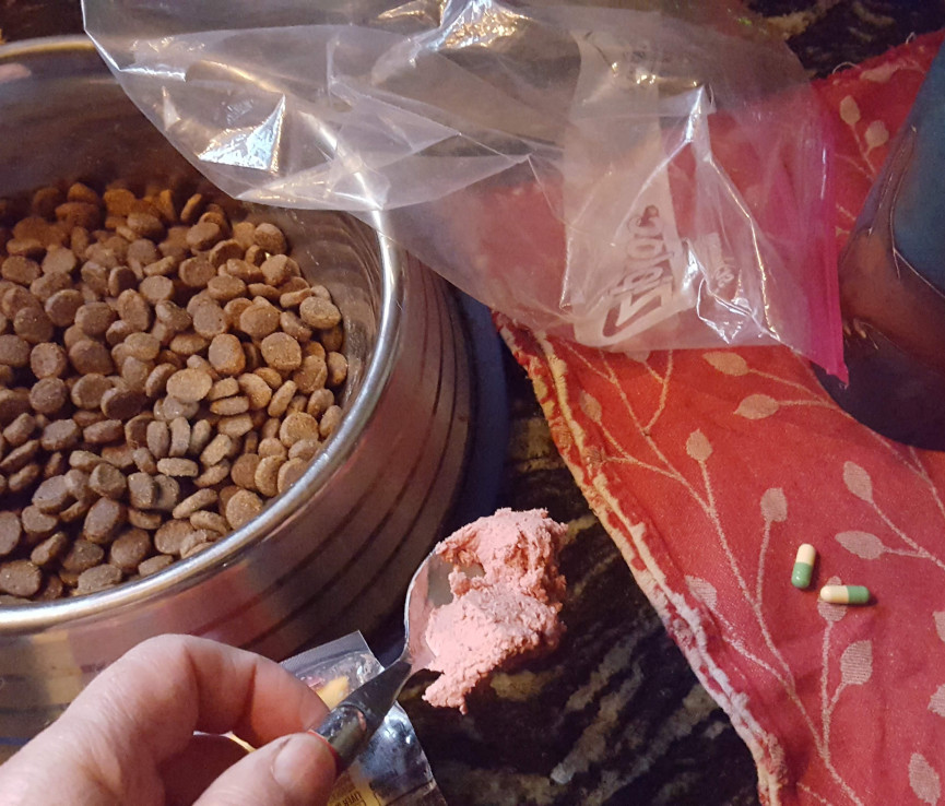 Dog food in a dog dish, and a person making a liverwurst "treat" to hide pills for a dog.