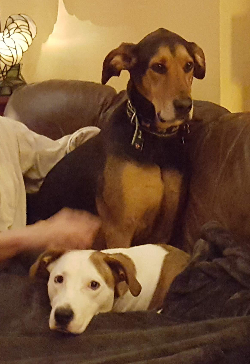 Two dogs on a couch.