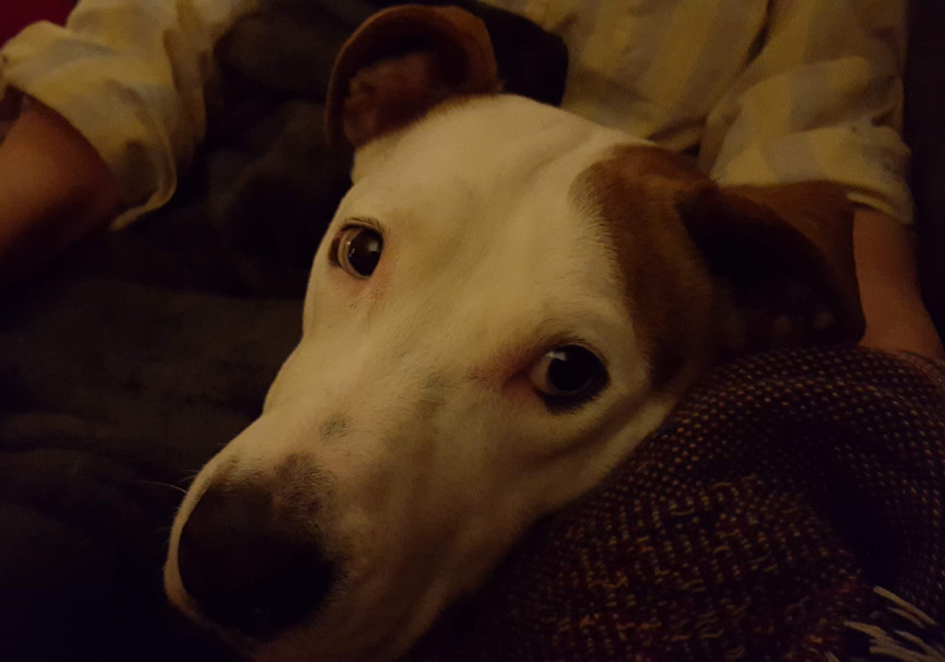 Dog looking at camera while relaxing on a blanket.