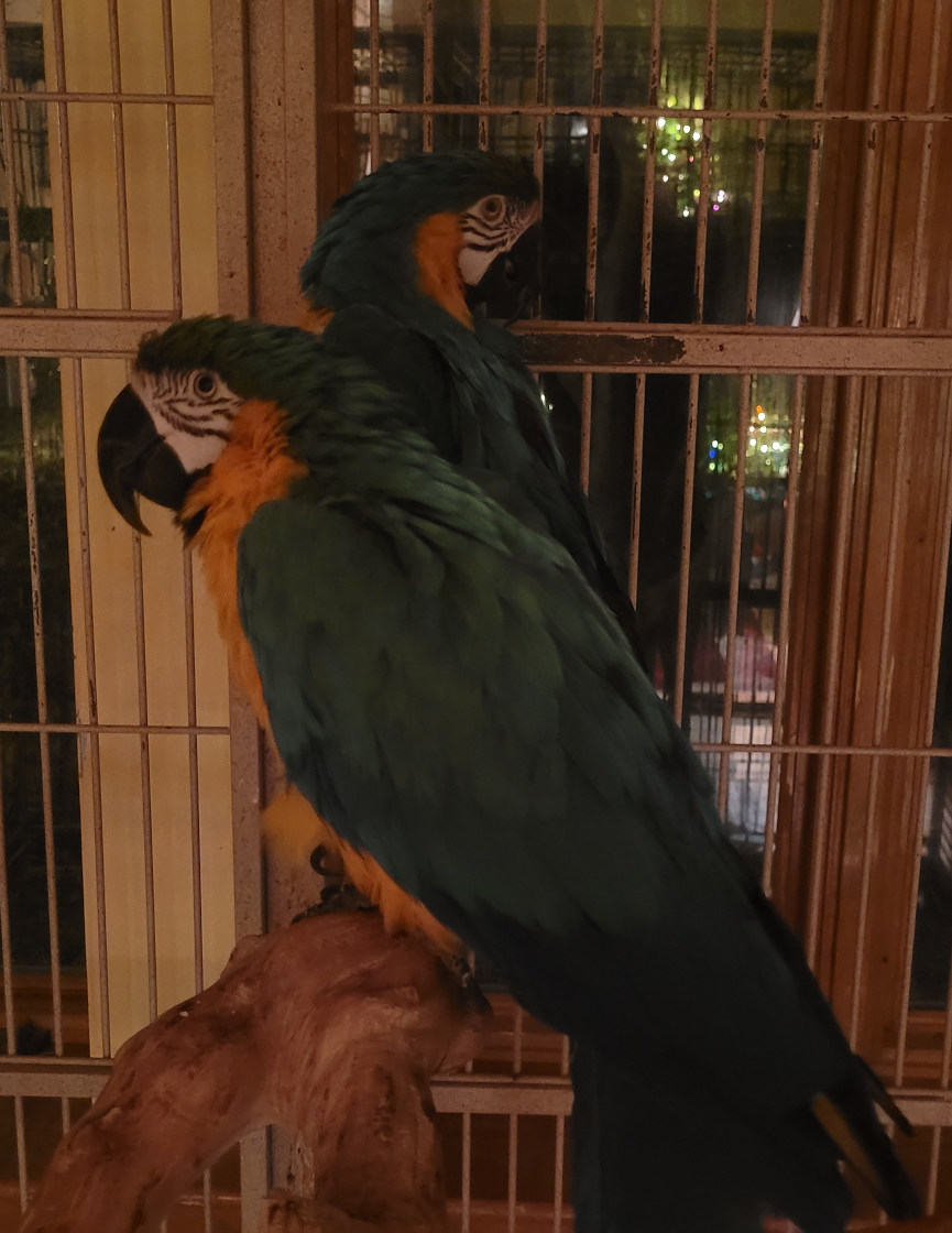 Two Macaws in a cage.