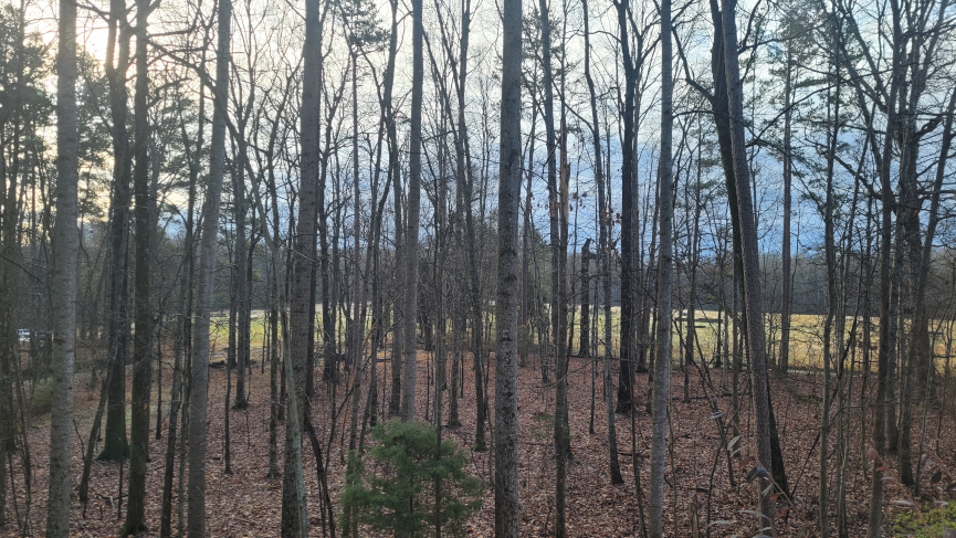 Woods and field in the morning.