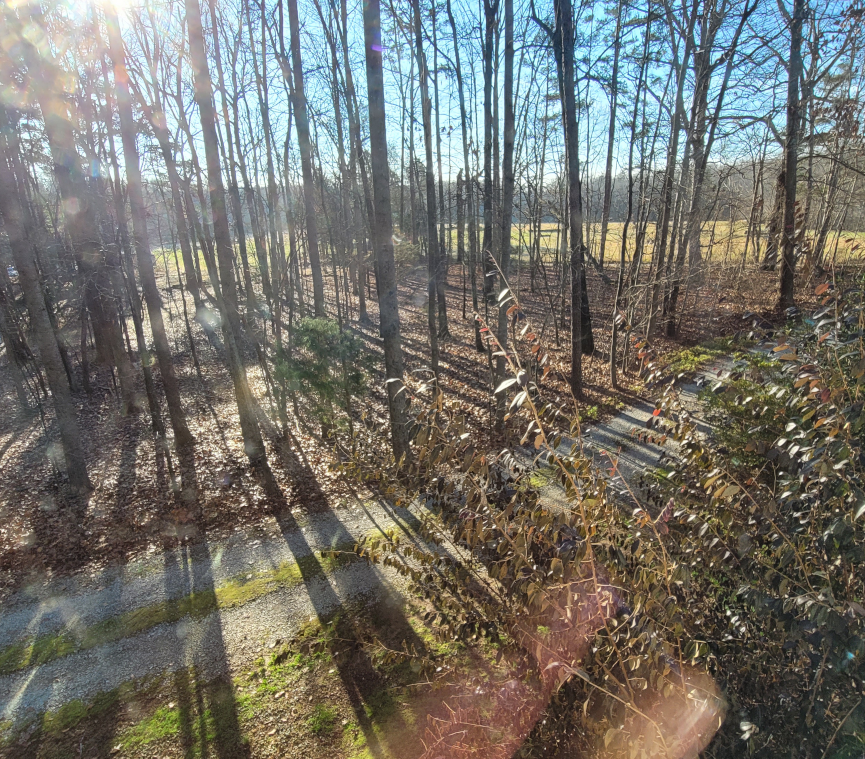 Woods in winter sun