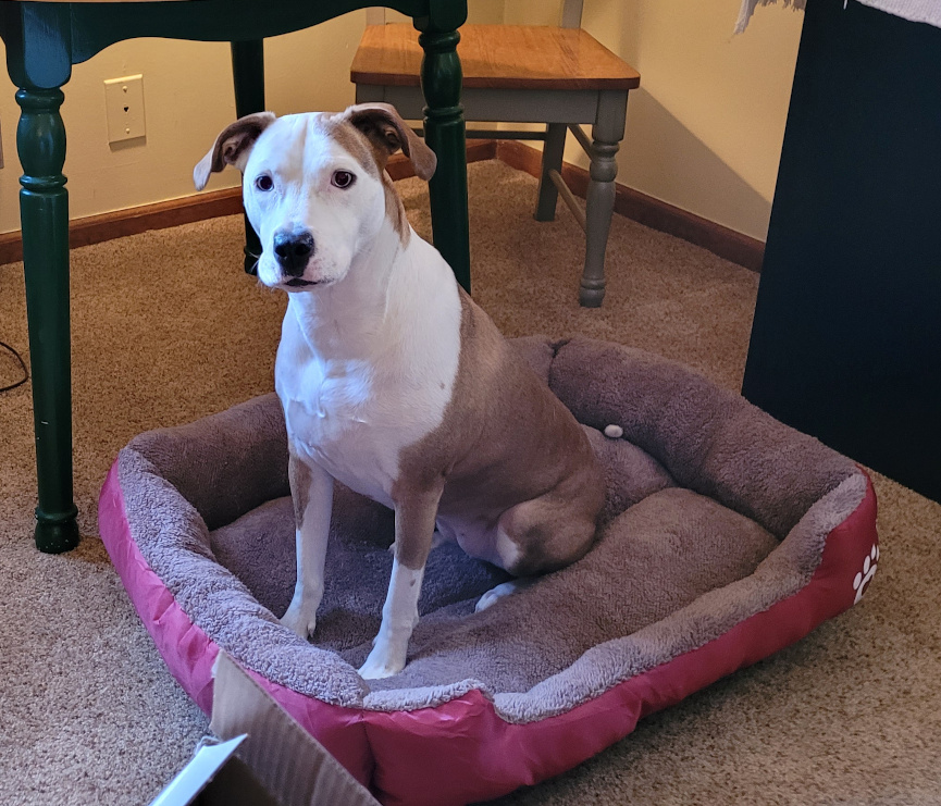 A dog in a dog bed.