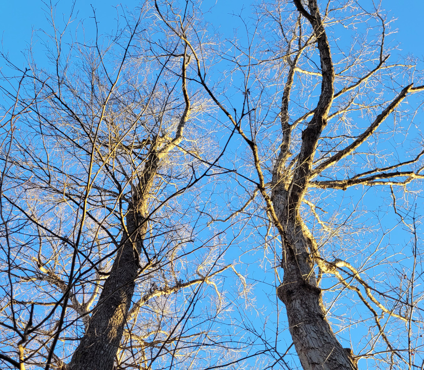 Bare trees in winter.