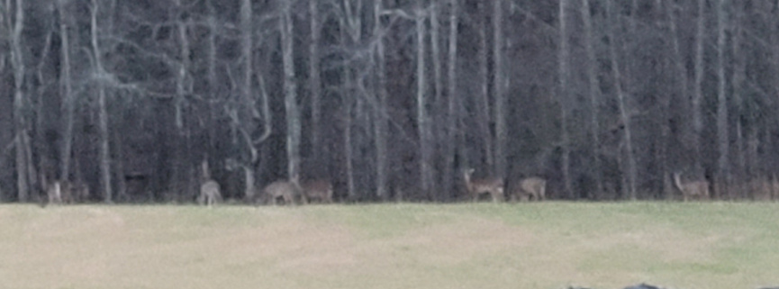 Deer in a field, grazing in winter