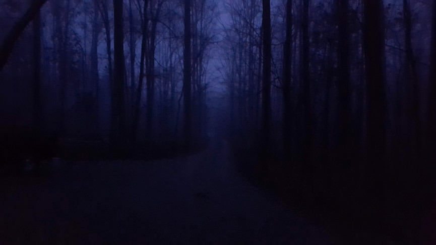 drive in woods in morning dark.