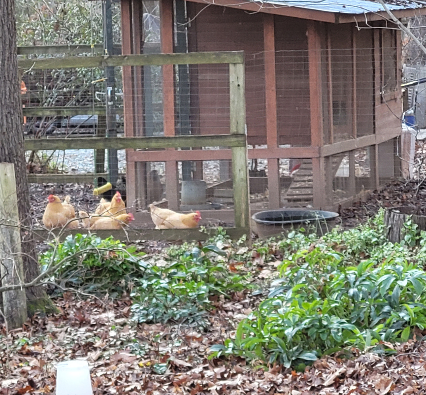 chickens in a chicken yard