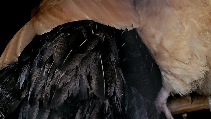 a chicken with a wing over a neighboring chicken