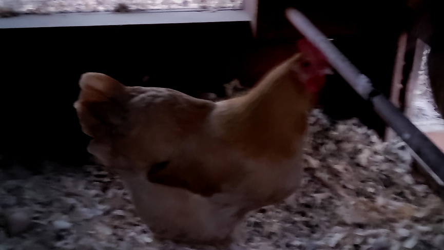 a chicken in a coop