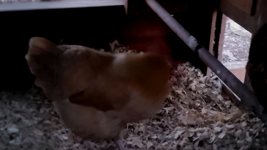 a chicken in a coop