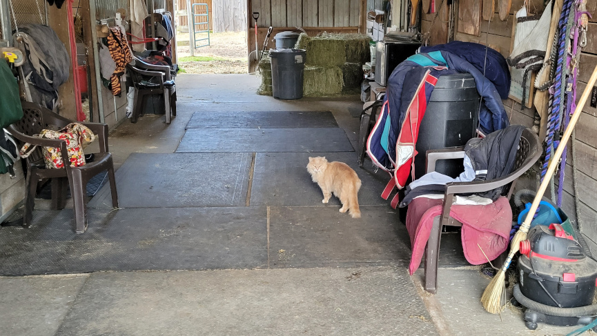 a cat walks away from the barn entrace