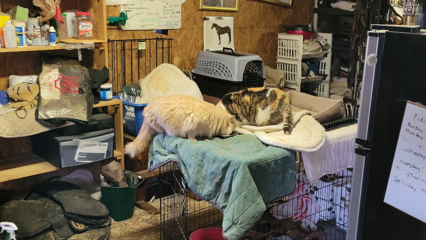 Cats atop a dog kennel having a snack at a barn