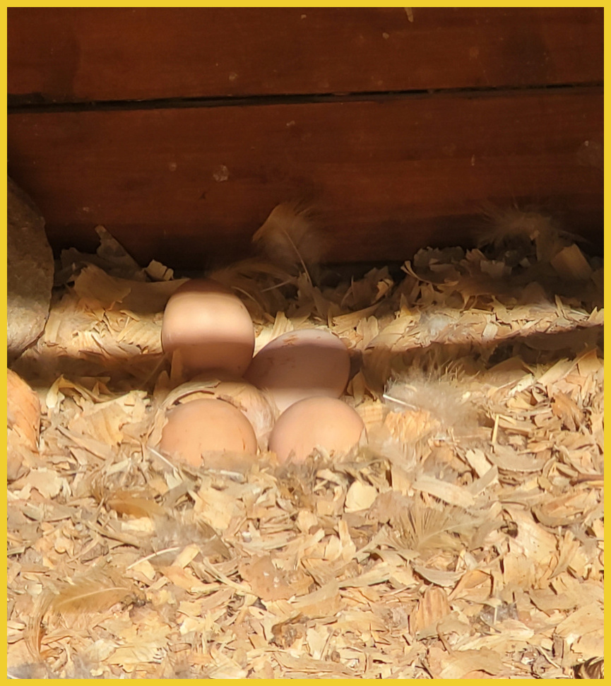 Eggs sit waiting to be picked out of a coop