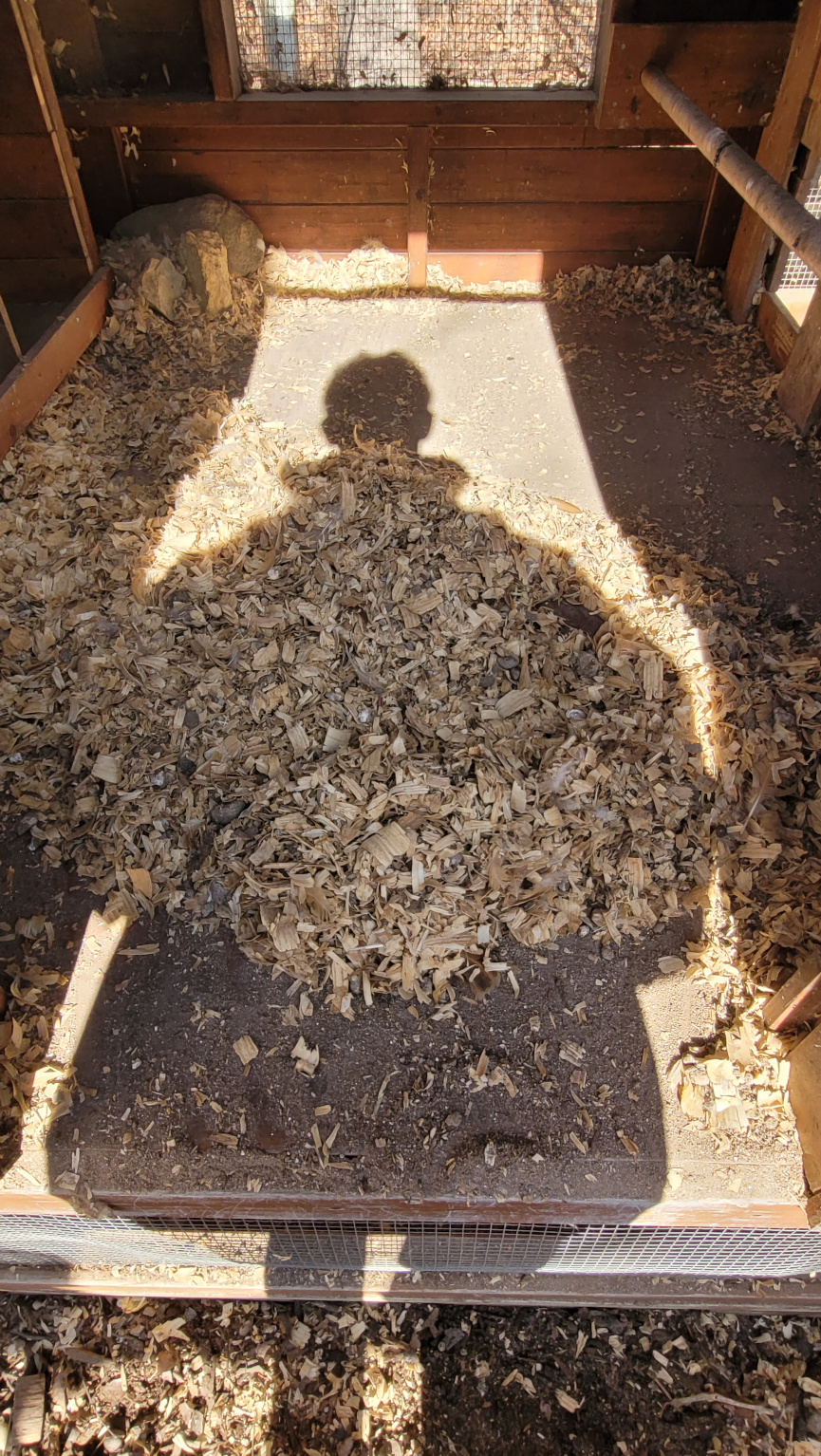 a man's shadow over dirry shavings while cleaning a coop