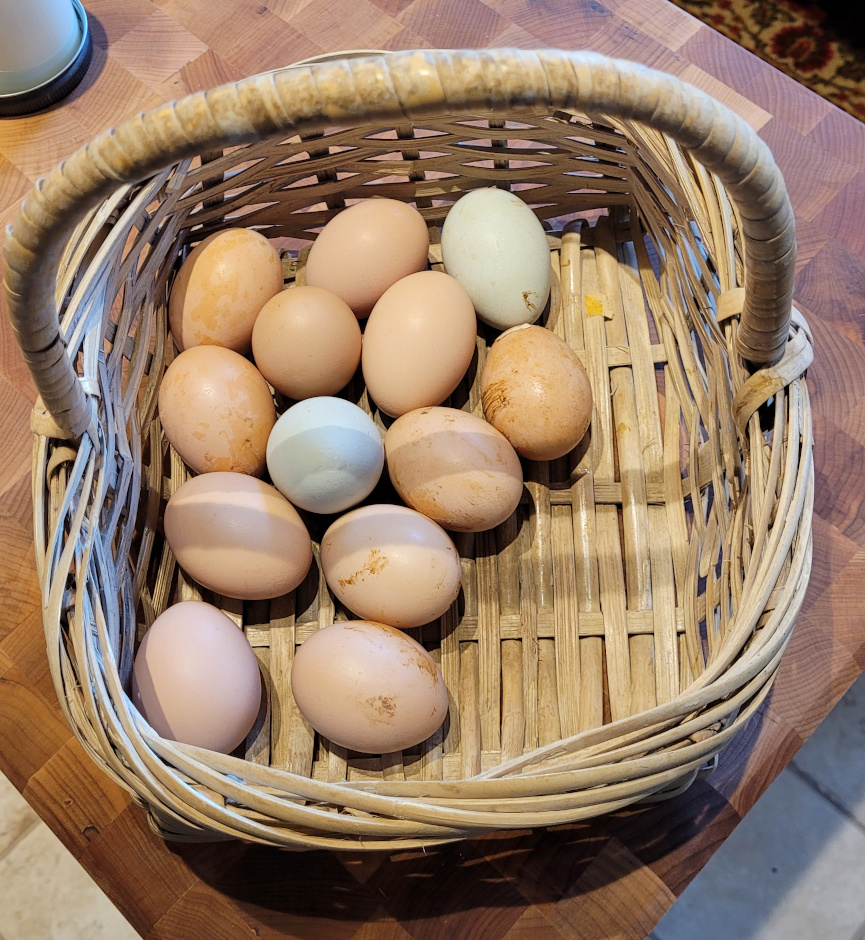 a basket of freshly picked eggs