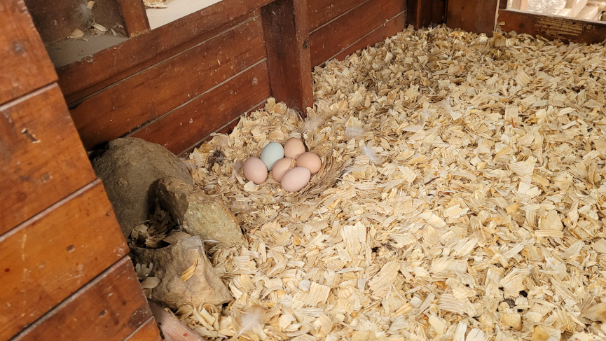 eggs in a chicken coop in a clutch