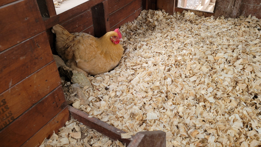 chicken in a coop