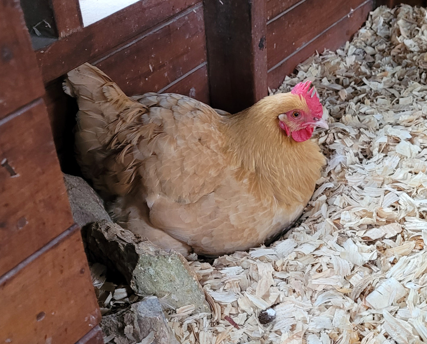 chicken sitting in a coop