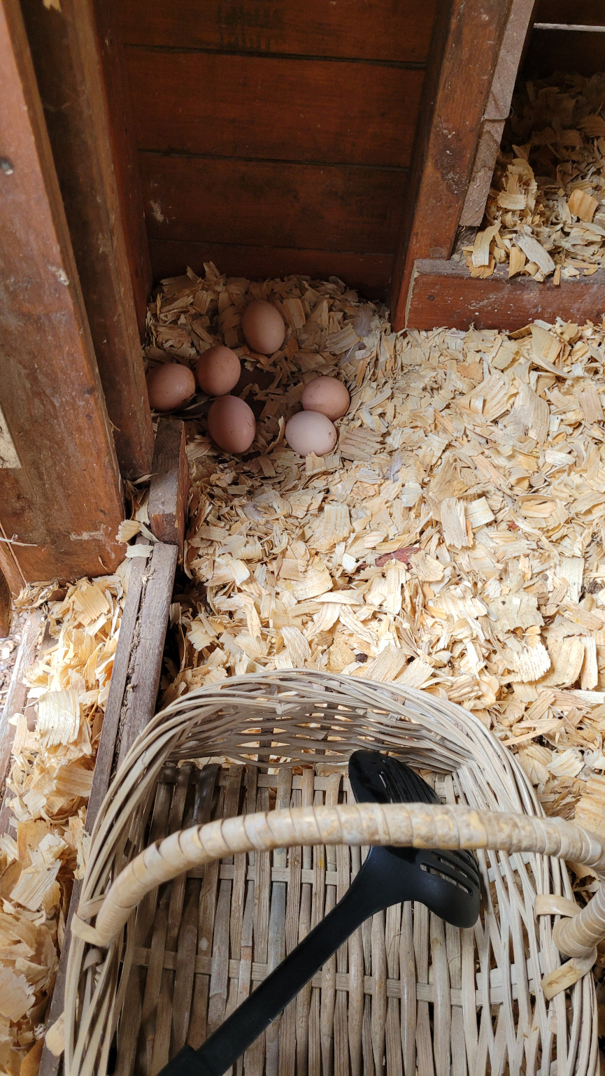Eggs in a corner of a chicken coop
