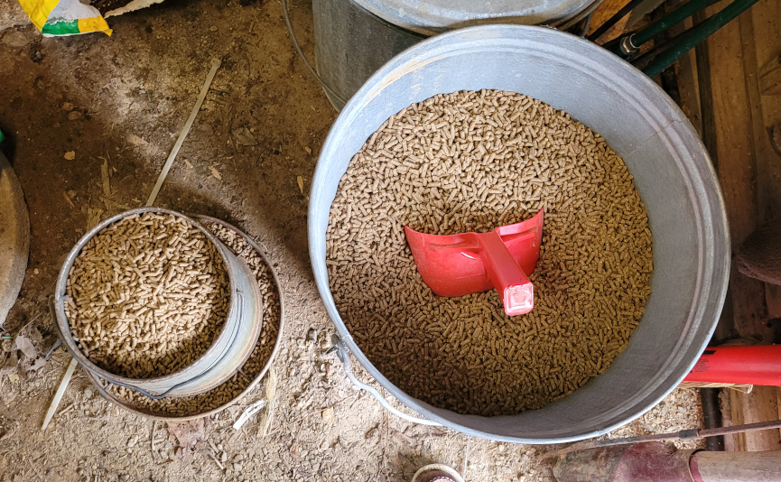 filling a chicken feeder pellets from a large container