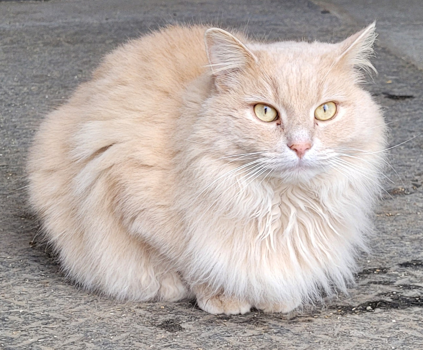 a fuzzy furry barn cat