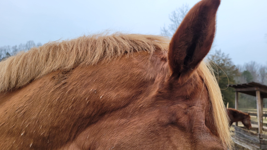 ear and upper neck of a horse
