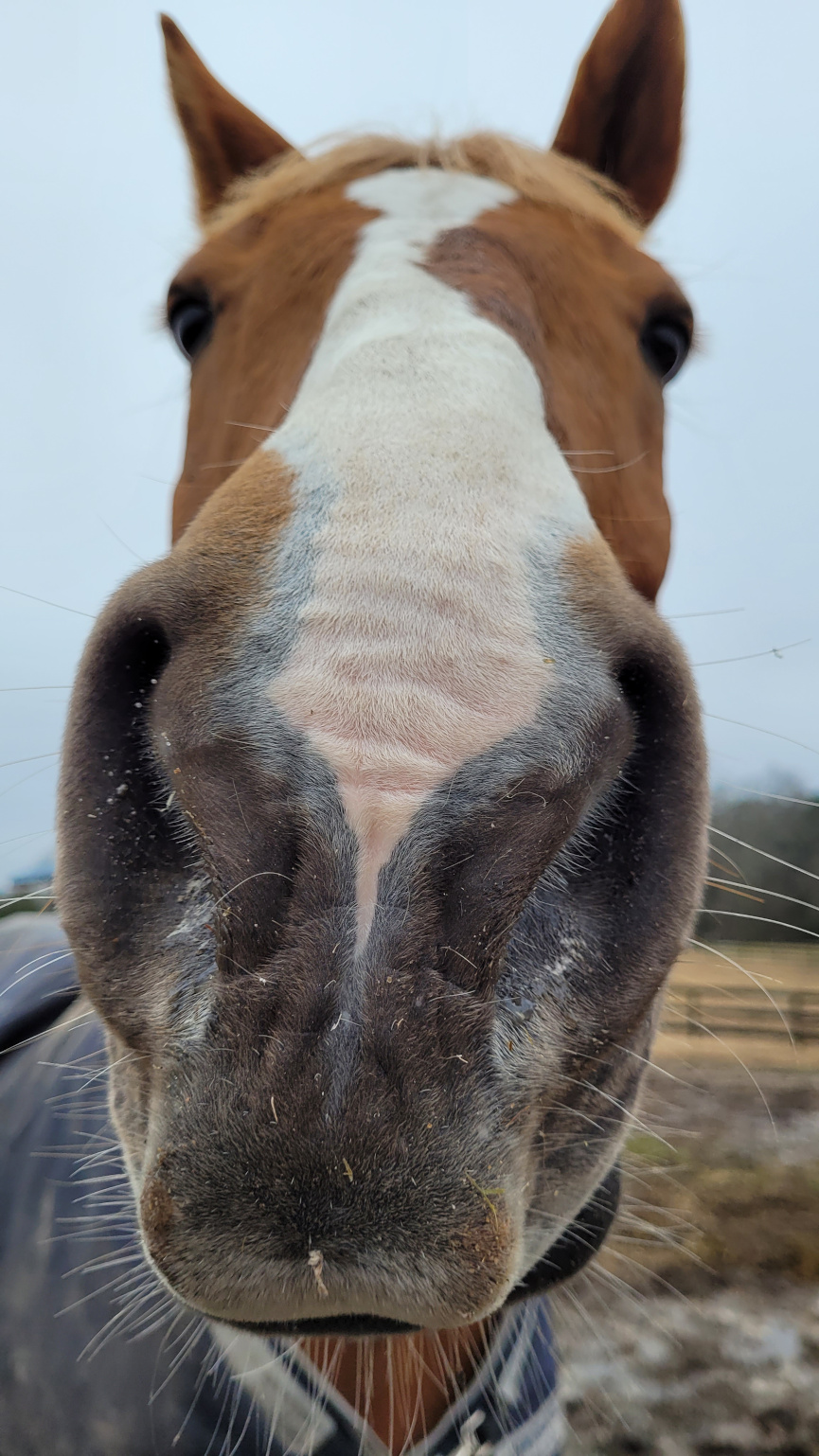 nose looks big on a horse close up