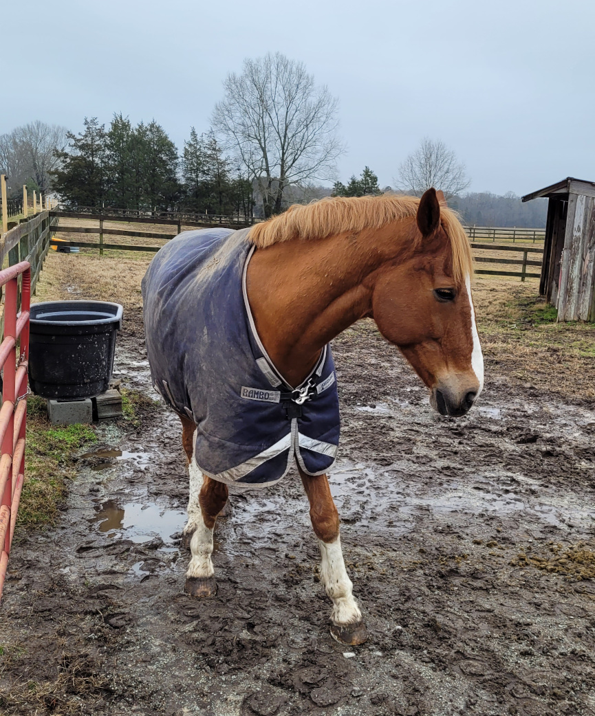 a horse in a soggy enclosure