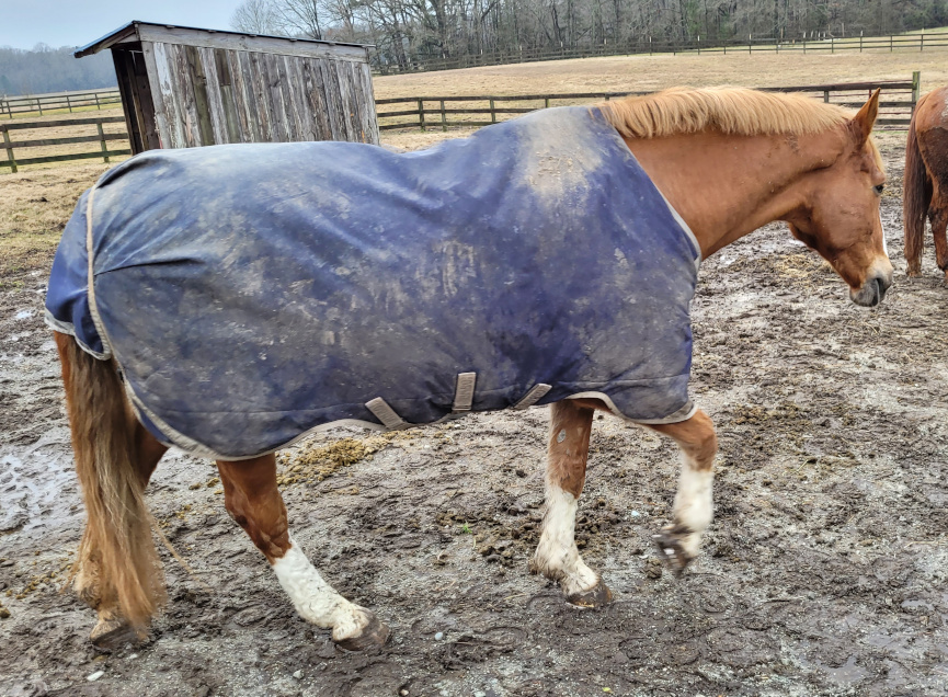horse in a sheet to protect from cold and rain.