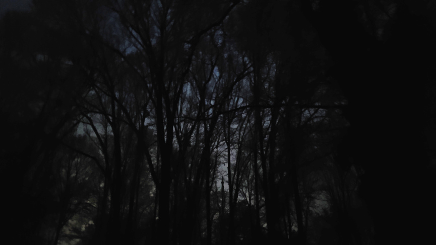Dark morning woods