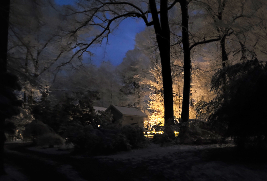 lights reflected on snow-covered tree branches
