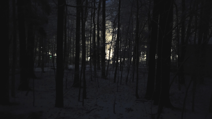 light shining through dark woods in early morning