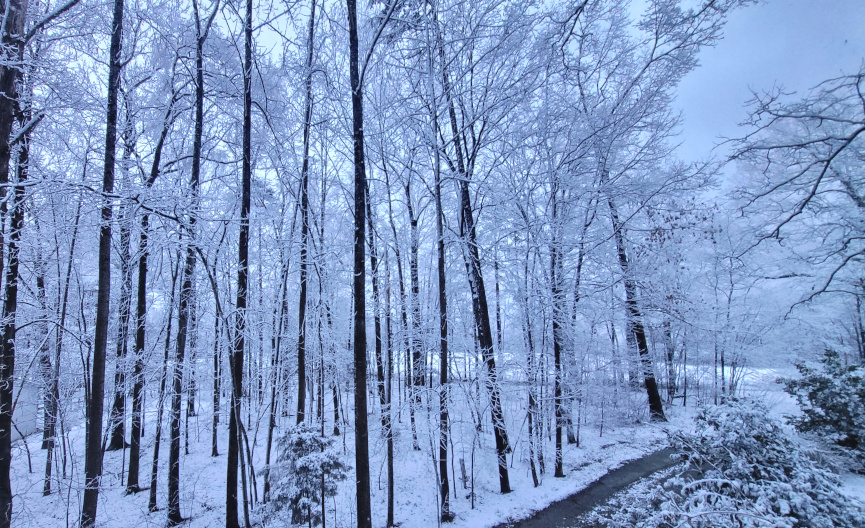 Woods after morning snowfall