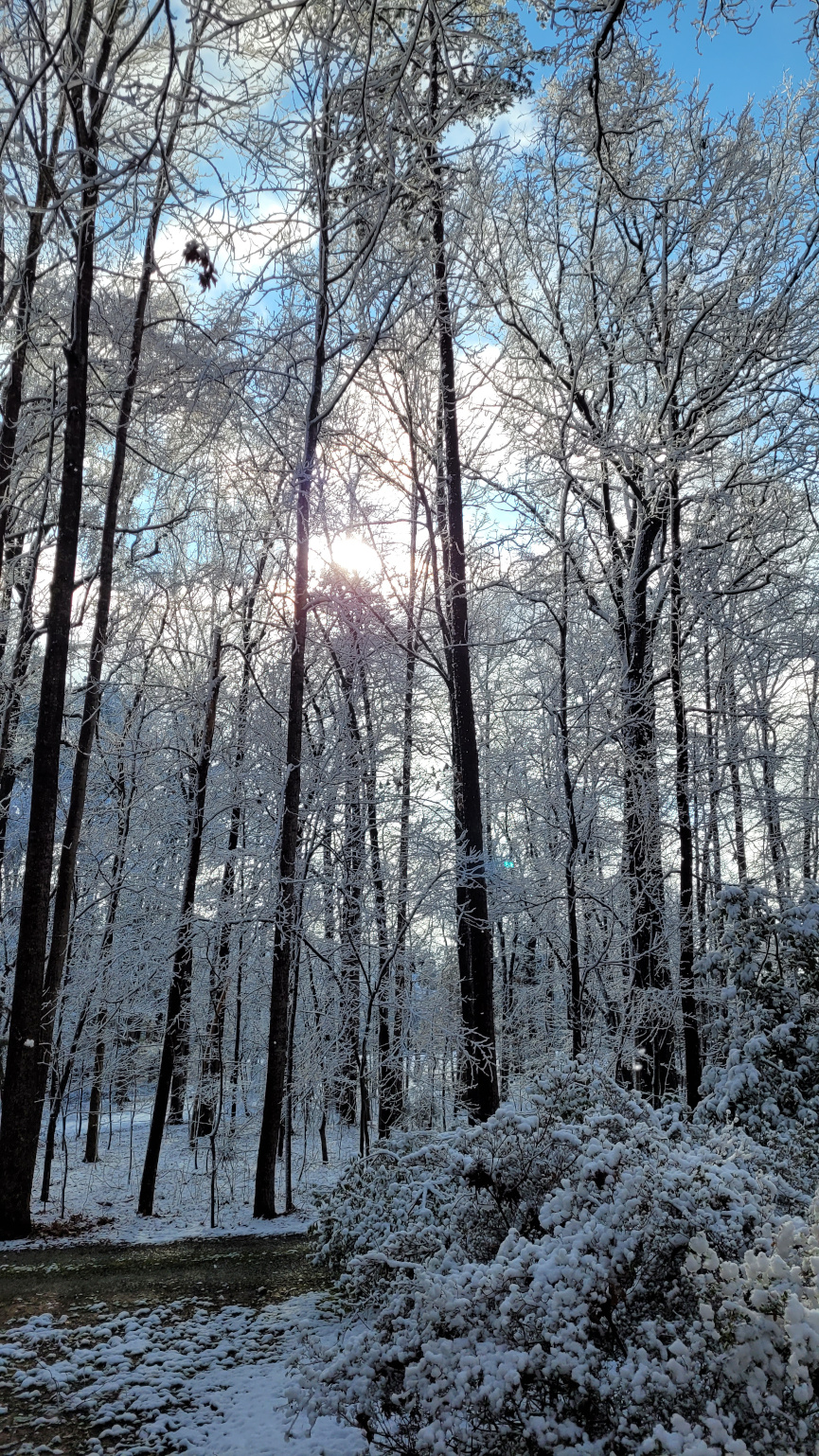 Sun comes through snow-covered branches