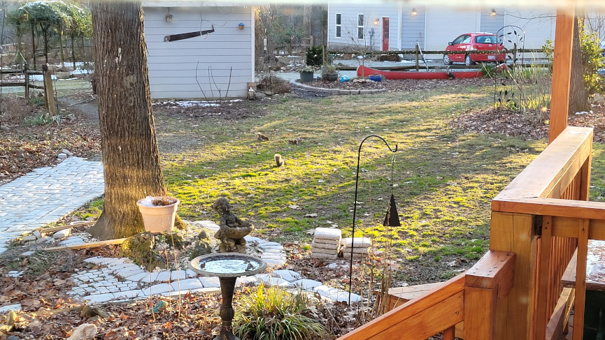 backyard, with squirrels