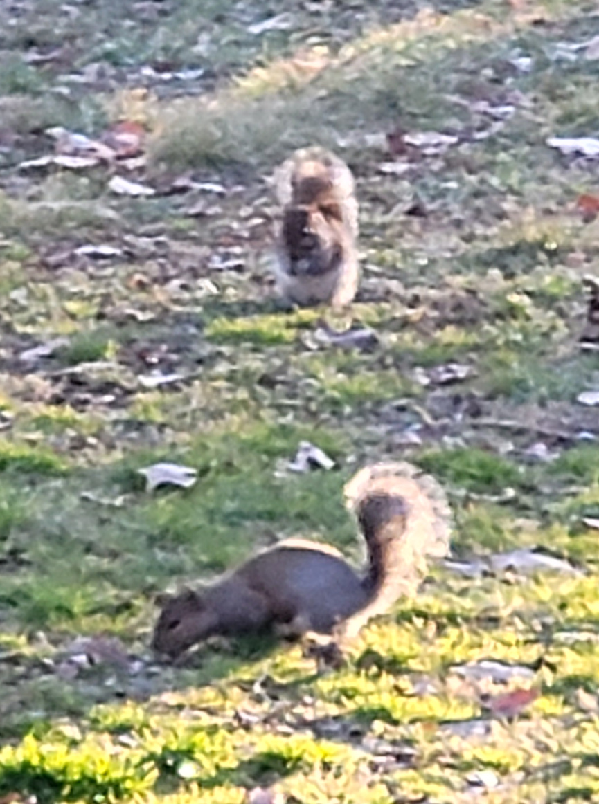 Two squirrels foraging in the backyard