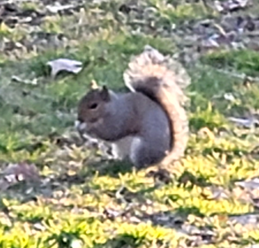 a squirrel eating a nut on the ground