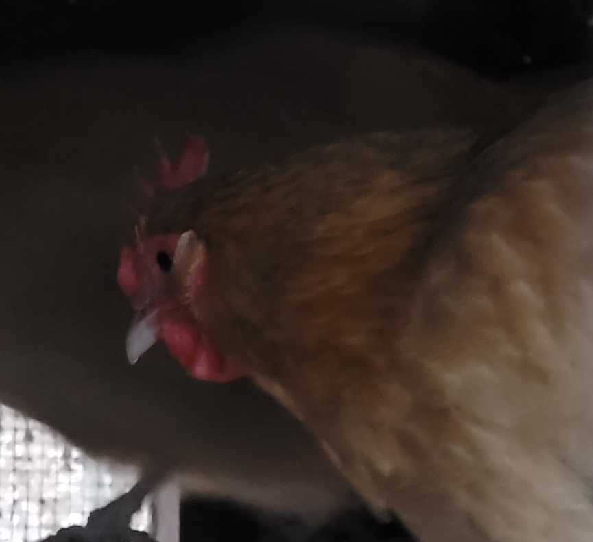 Chicken perched in a coop