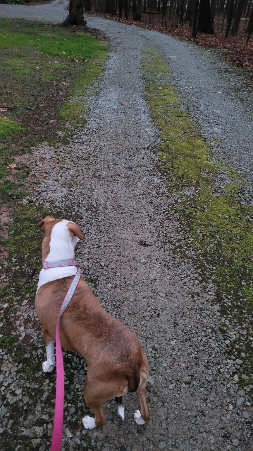 A dog on a gravel road