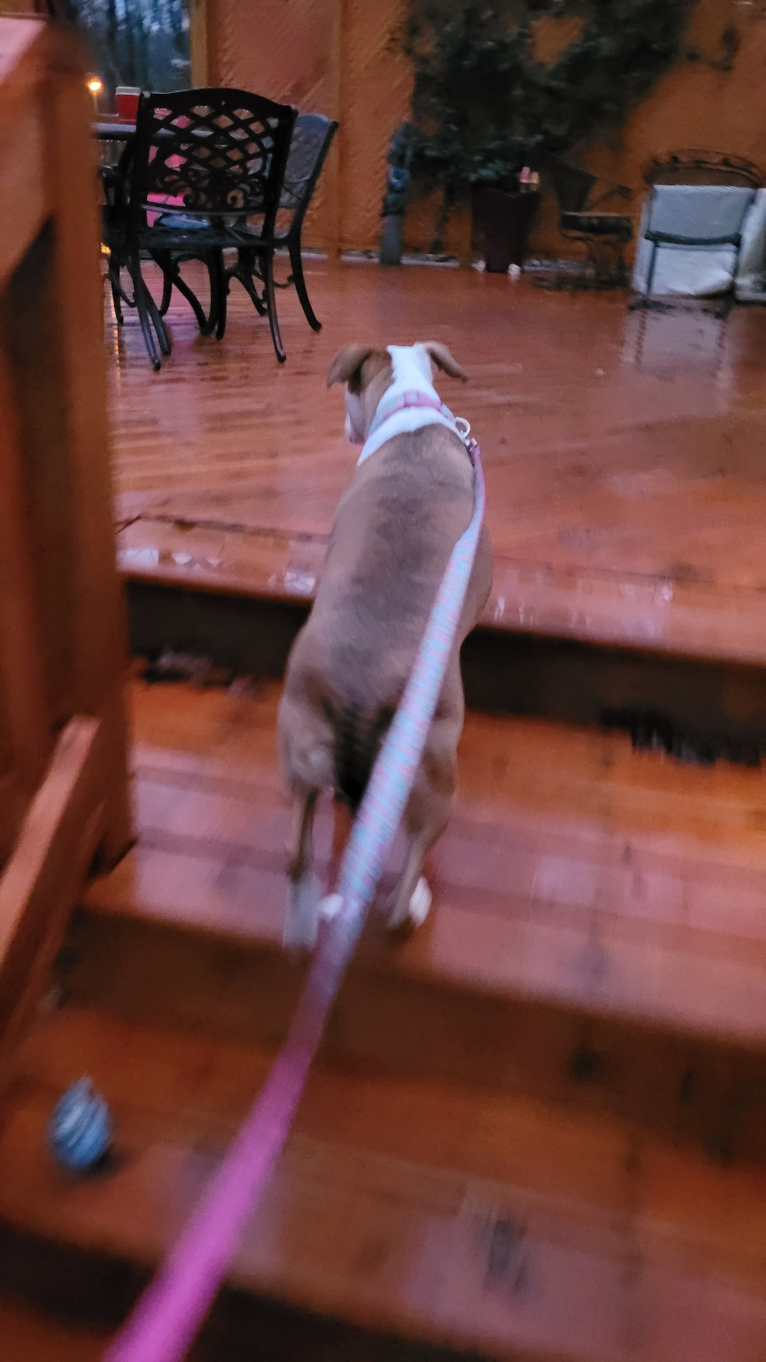 A dog walks up a deck stair