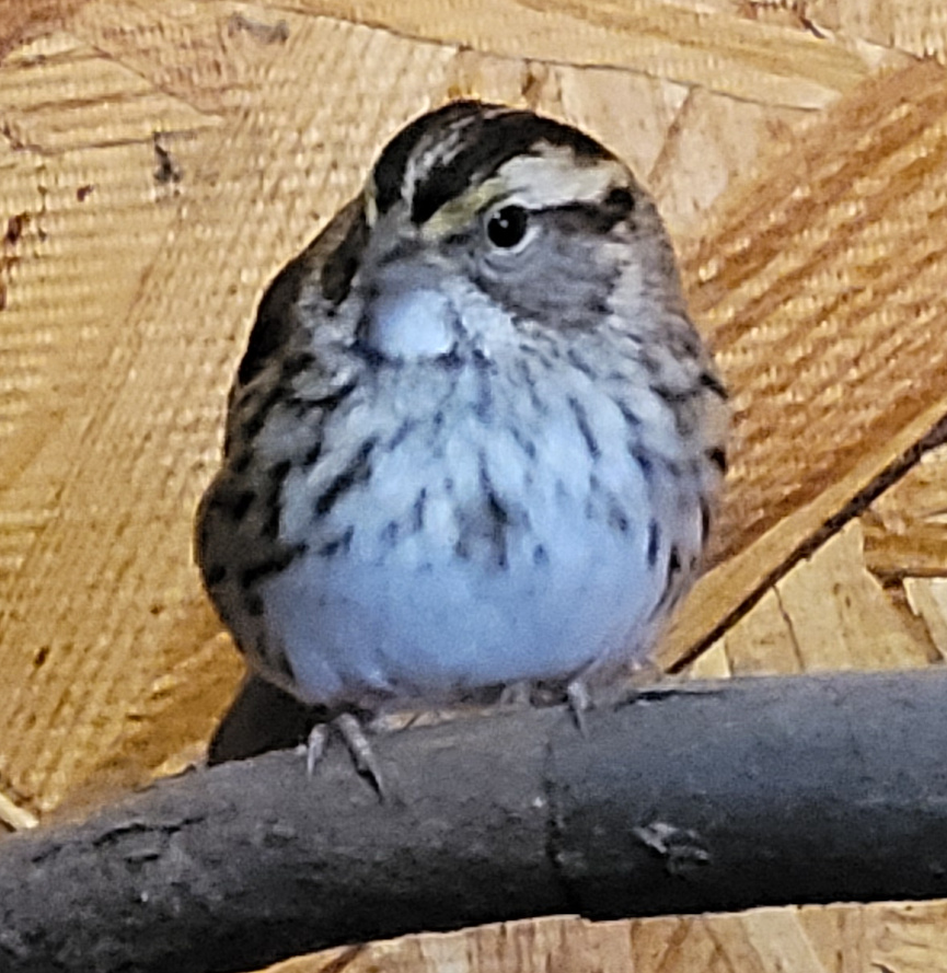 A wren