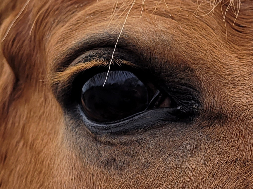 eye of a horse