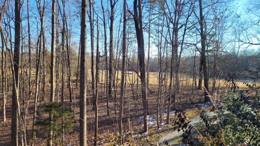 woods and a field seen through the trees